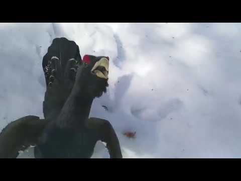 Tetrao urogallus (mating display, the longest and wildest encounter)