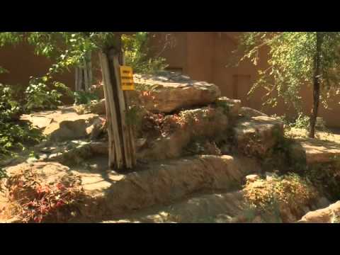 What does Sarabi's death mean for the BioPark?