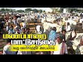 மணப்பாறை மாட்டு சந்தை Manapparai Mattu Sandhai Manaparai Cow M