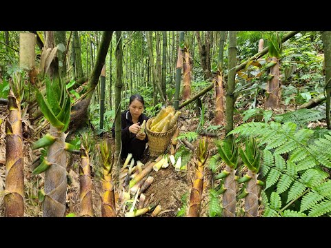Harvesting bamboo shoots in the deep forest - How to preserve bamboo shoots for a long time