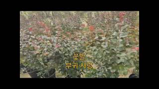 전주 지시제생태공원 핑크벨벳 하트식재
