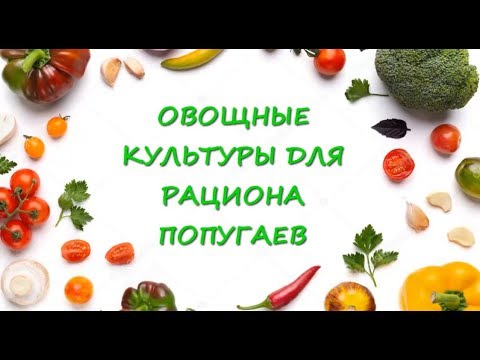 Чем кормить попугая/Овощные культуры для рациона попугая.//What to feed the parrot