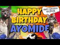 Happy Birthday Ayomide Crazy Cats Say Happy Birthday Ayomide Very Funny