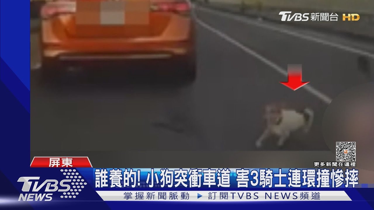 誰養的啦！小狗突衝車道　害3騎士連環撞慘摔