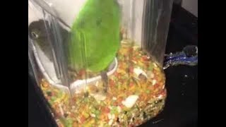 Piggy Birdy || ViralHog