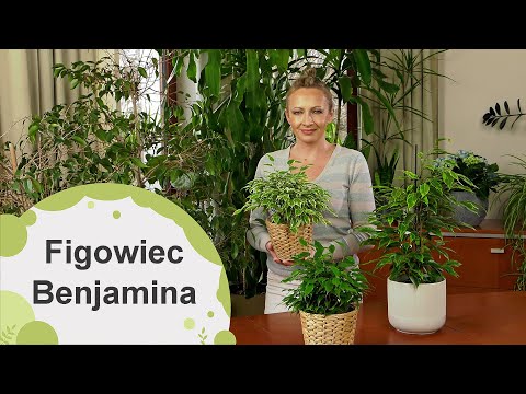 Figowiec Benjamina. Jak go pielęgnować? Dlaczego opadają mu liście?