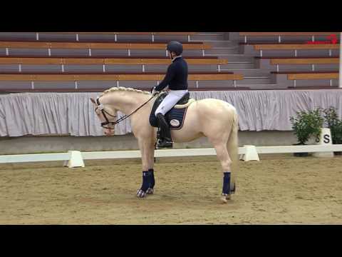 VPrH Qaside MD v. PrH Quasi Gold MD in Münster-Handorf 9.2.17