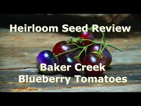 download lagu mp3 mp4 Heirloom Grape Varieties, download lagu Heirloom Grape Varieties gratis, unduh video klip Heirloom Grape Varieties