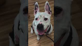 Video preview image #1 Mutt Puppy For Sale in Rowlett, TX, USA