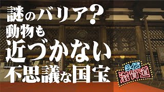 謎のバリア？動物も近づかない不思議な国宝：クイズ滋賀道