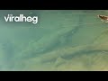 Close Encounter With A Hidden Saltwater Crocodile ViralHog