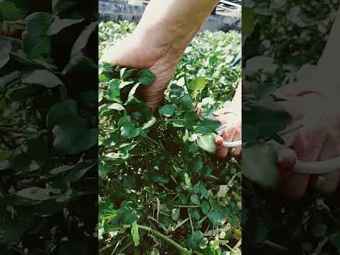 園芸温室の設置は簡単ですか？タスクを明確にするために知っておくべきすべての良いこと  庭園