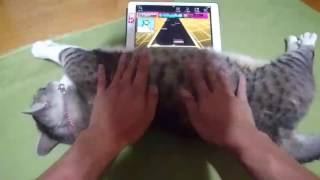 [討論] 把貓當暖暖包算虐貓嗎？