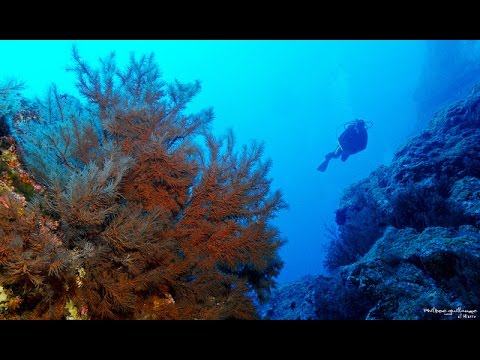 Tauchen auf La Gomera, Playa de la Cueva