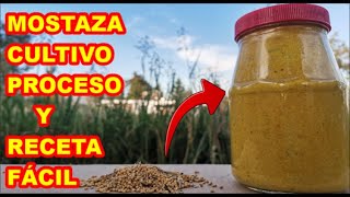 LA MOSTAZA, proceso COMPLETO, del  CULTIVO, hasta la RECETA y elaboración del CONOCIDO ADEREZO.✅