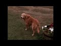 Homeward Bound The Incredible Journey 1993 Clip