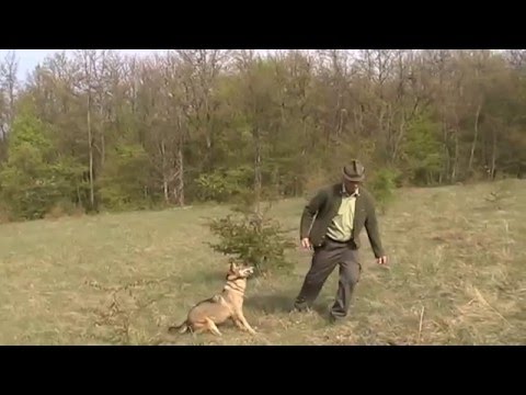 Pustanje vučice i dva vuka u lovište Doljani - Bihać