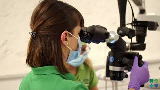 Endodonție | Tratamente de canal | LucaciDentalCare