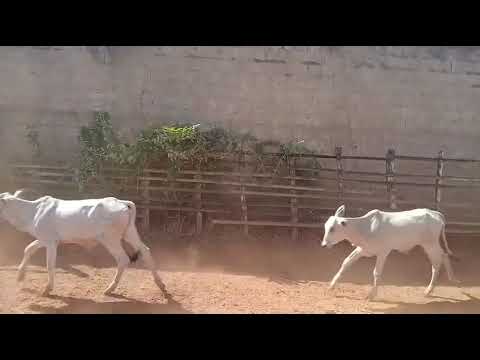 34 Bezerros na Balança Viva a 13 reais em Borborema/ Paraíba. Whatsapp 84 99810 2784*#gado #boi 