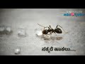 Usiraguve Song Bhahuparak Movie What S Up Missing Status Srinagar Kitty Hits Mks Lyrics