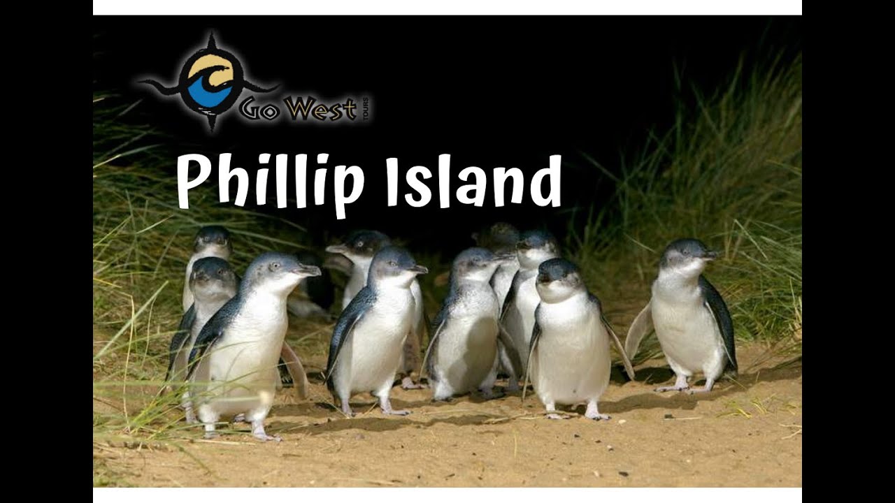 phillip island tours tours