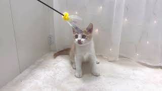 ミヌエットの動画01