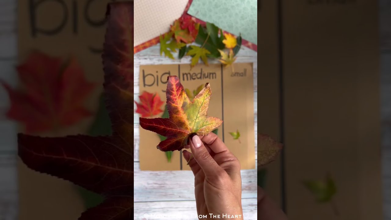 #Autumn #Leaves Size Sorting  and classifying #kidsactivities #earlylearning #montessori #sorting