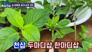 수국 삽목 후 관리방법!! 100% 성공하는 수국삽목 정보!!