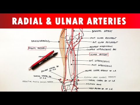 Radial and Ulnar arteries - Course & Branches | Anatomy Tutorial