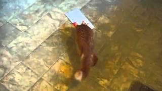 Cat doesn't like singing card