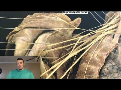 Brachial Plexus EXPLAINED! (Using a Cadaver)