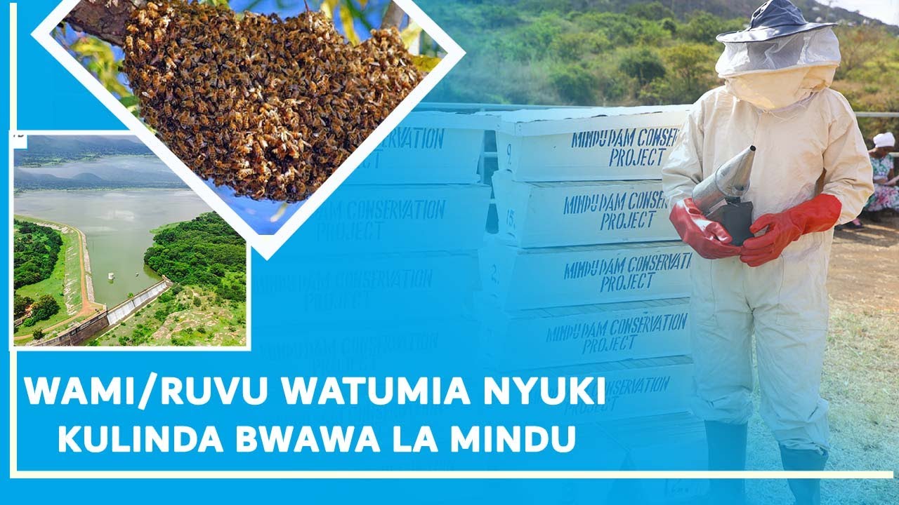 WAMI/RUVU WATUMIA NYUKI KULINDA HIFADHI YA BWAWA LA MINDU