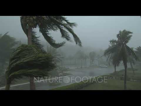 Palm Trees Sway And Thrash In Hurricane Eyewall Wind