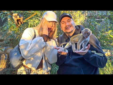 TAULANTI ME ROSEN NE KOPSHT ZOOLOGJIK