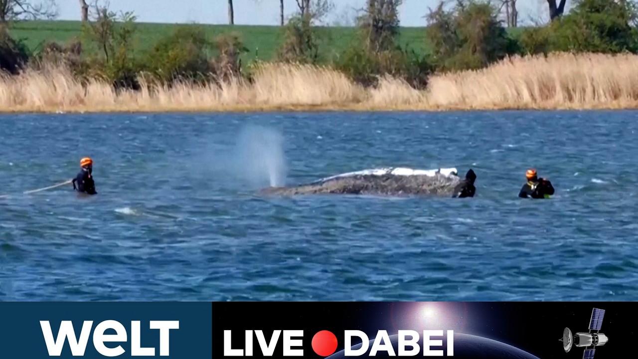 INSEL POEL 🐋 WAL-DRAMA 🔴 „Die Hoffnung stirbt zuletzt“ – Lastkahn soll Tier in Nordsee bringen LIVE