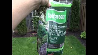 Fertilizing Your Evergreen Shrubs (Cedars) Using Golfgreen Fertilizer