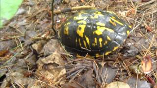 Bow Duster instrumental