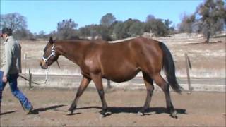 jESSA CASH REMEDY 2002 DAUGHTER OF NU CASH