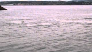 preview picture of video 'Dolphins Firth Of Tay Tayport Fife Scotland'