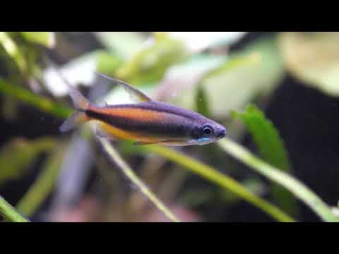 Phenacogrammus aurantiacus - Goldener Kongosalmler (M)