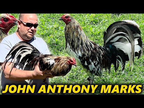 Palestine Texas John Anthony Marks | Beautiful Birds Marks Mugs Asil