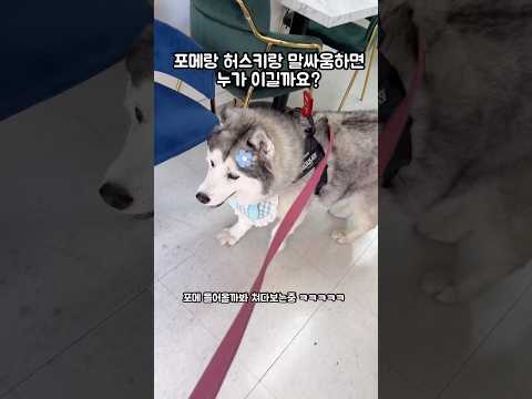 포메랑 허스키랑 말싸움하면 누가 이길까?(앙스키vs포메라니악)