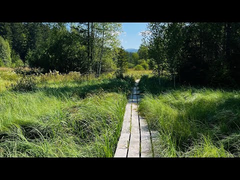 Moorwanderung im bayerischen Wald / Klosterfilz großer Filz bei Spiegelau