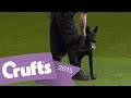 West Midlands Police Dog Display | Crufts 2015.