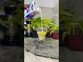 2 Min Energy Boost Banana Milkshake Energy Shortvideo Shortsfeed Shorts Share Cookingwithabhii