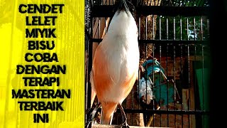 Download lagu Cendet LELET, MIYIK dan BISU Dijamin Cendet Langsung GACOR dan EMOSI dengan suara CENDET Satu Ini mp3