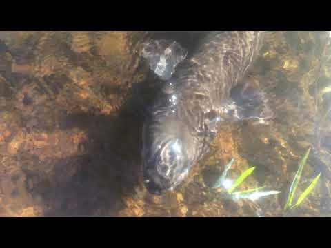 Ness Valley Eels - 2