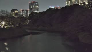 千鳥之淵 桜 live