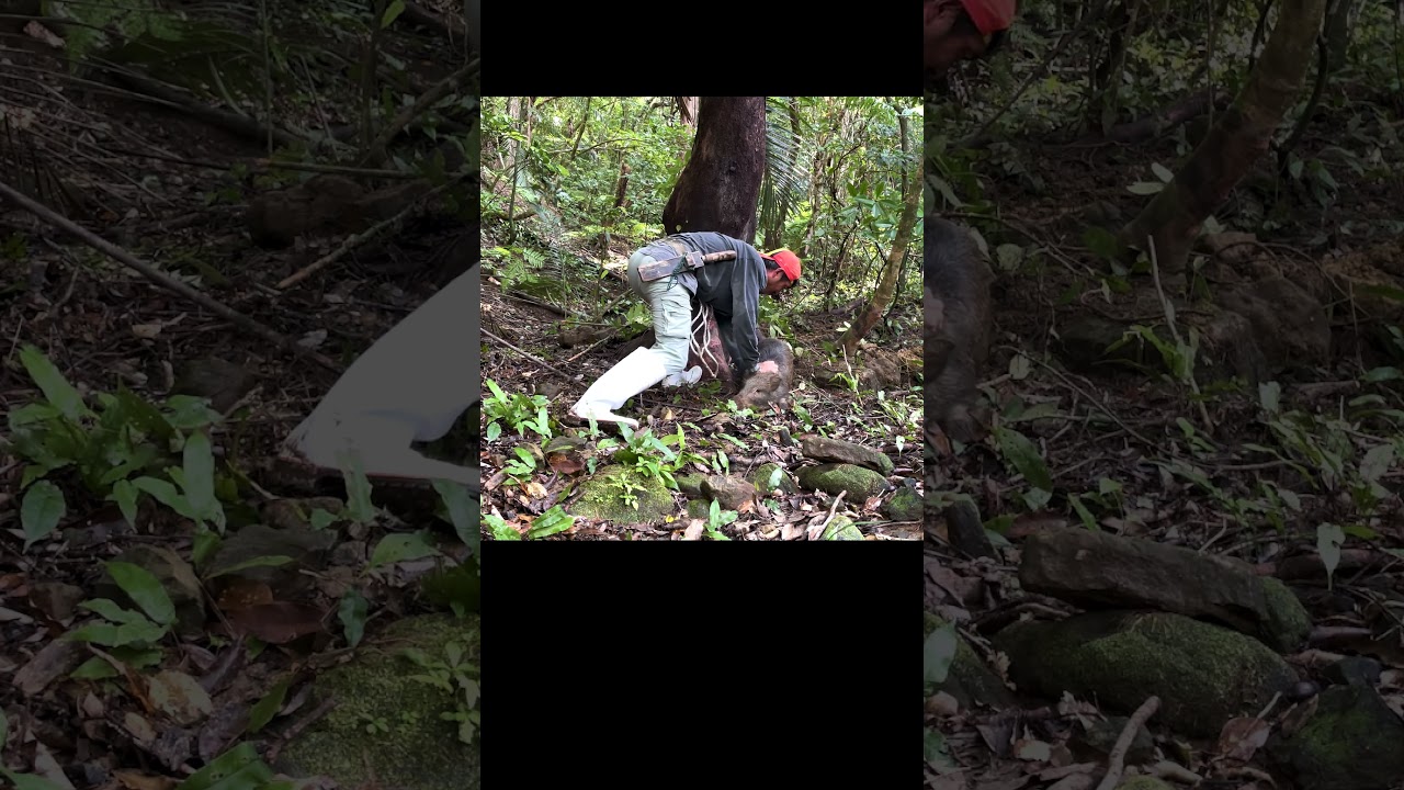 【イノシシ】後ろ足ムズい#shorts