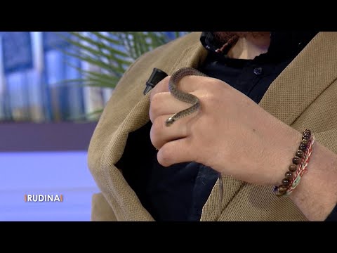 Ju mbron nga minjtë, arsyet pse nuk duhet ta vrisni "gjarprin e shtëpisë"